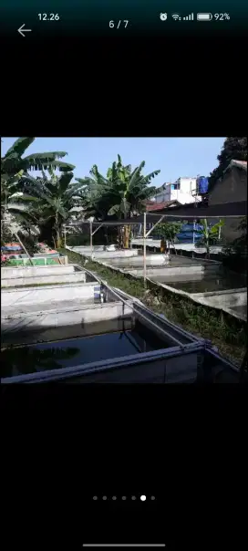 Bibit lele sangkuriang depok