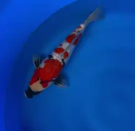 KOI IMPORT SAKAI SHOWA GINRIN SIZE 52CM