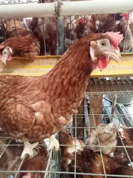 sedia ayam pullet / petelur