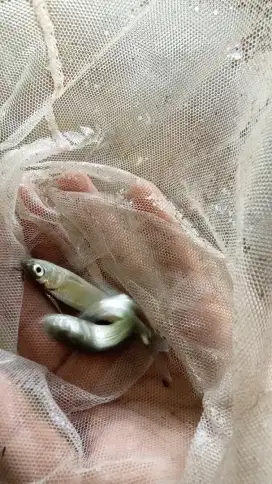 Ikan bandeng air tawar 4cm