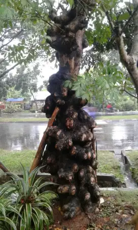 Jual pohon balibong