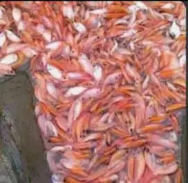 Jual bibit ikan nila merah UK 5-7,7-9,9-12,10-13