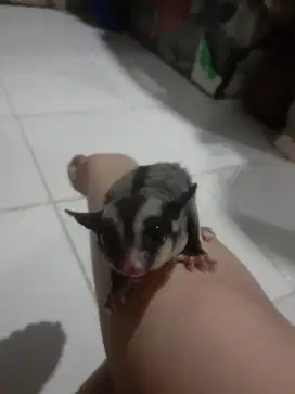 Sugar glider lucu