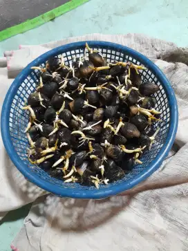 Bibit Sawit Unggul