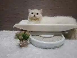 Penitipan kucing