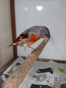 Red siskin Clasik betina siapan