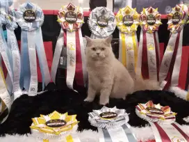 Grooming Kucing Panggilan