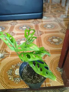 Tanaman Hias Janda Bolong (Monstera AdanSonii)