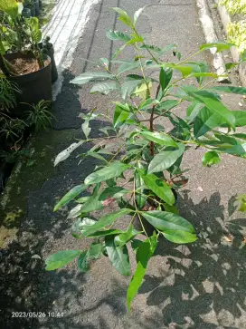 Pohon salam daun salam