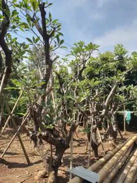 Pusat Tanaman Kamboja Posil/Jasa Pembuatan Taman