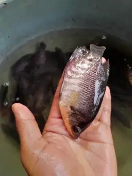 JUAL BIBIT IKAN GURAME AIR TAWAR