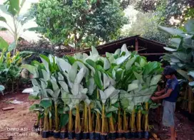 Jual Tanaman Pisang Kalatea