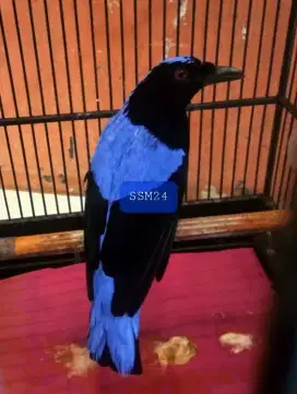 Cucak Biru Jinak Body Besar Warna Keren Bisa Kirim Indonesia