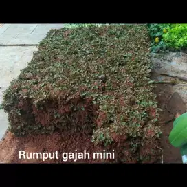 Rumput gajah mini termurah di Jakarta Selatan (bisa pesan antar)