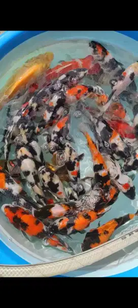 Koi showa shiro mix