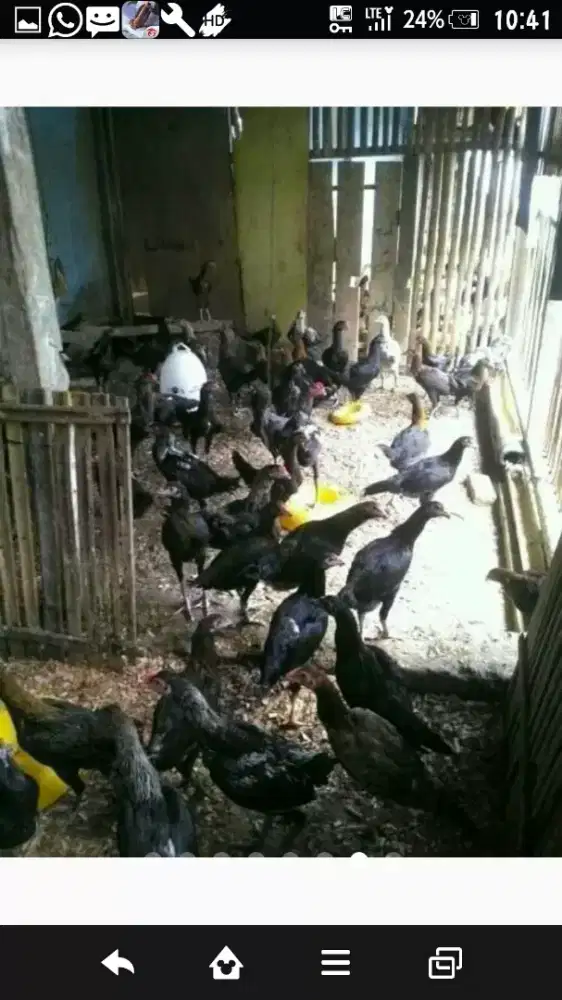 doc ayam kampung (kamsi)