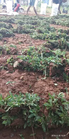 Aneka macam rumput