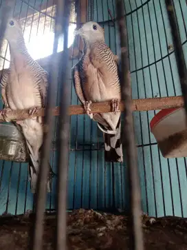 Burung perkutut Bangkok Pancoran mas