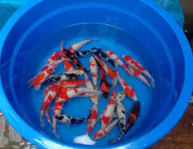 Jual ikan koi 25cm paket 30 ekor