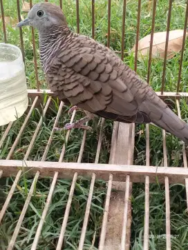 Burung Perkutut