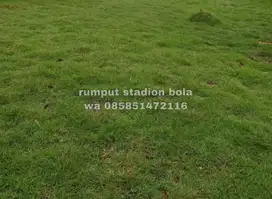 Harga Supplier Rumput Stadion Lapangan Zoysia Matrella Purwakarta