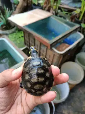 kura unifilis 13cm