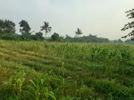 DIJUAL CEPAT TANAH SAWAH DI BOGOR SELUAS 6120 METER PERSEGI