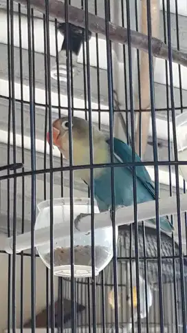 Jual BURJA LOVEBIRD PB TOURQUIS MULUS