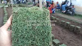 Harga Supplier Rumput Stadion Lapangan Zoysia Matrella Wonosobo