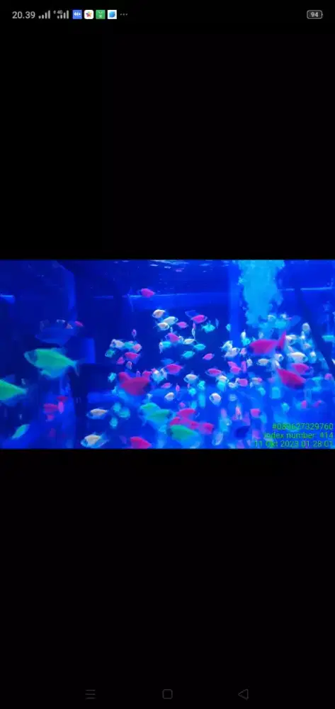 Ikan glowfish grade A