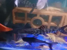 Tsn (tiger shovelnose catfish)
