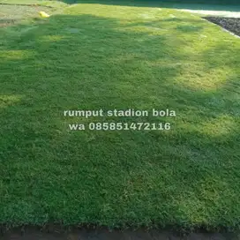 Harga Supplier Rumput Stadion Lapangan Zoysia Matrella Karawang