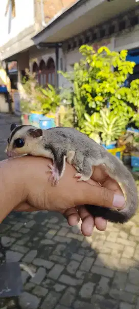 Sugar Glider Whiteface