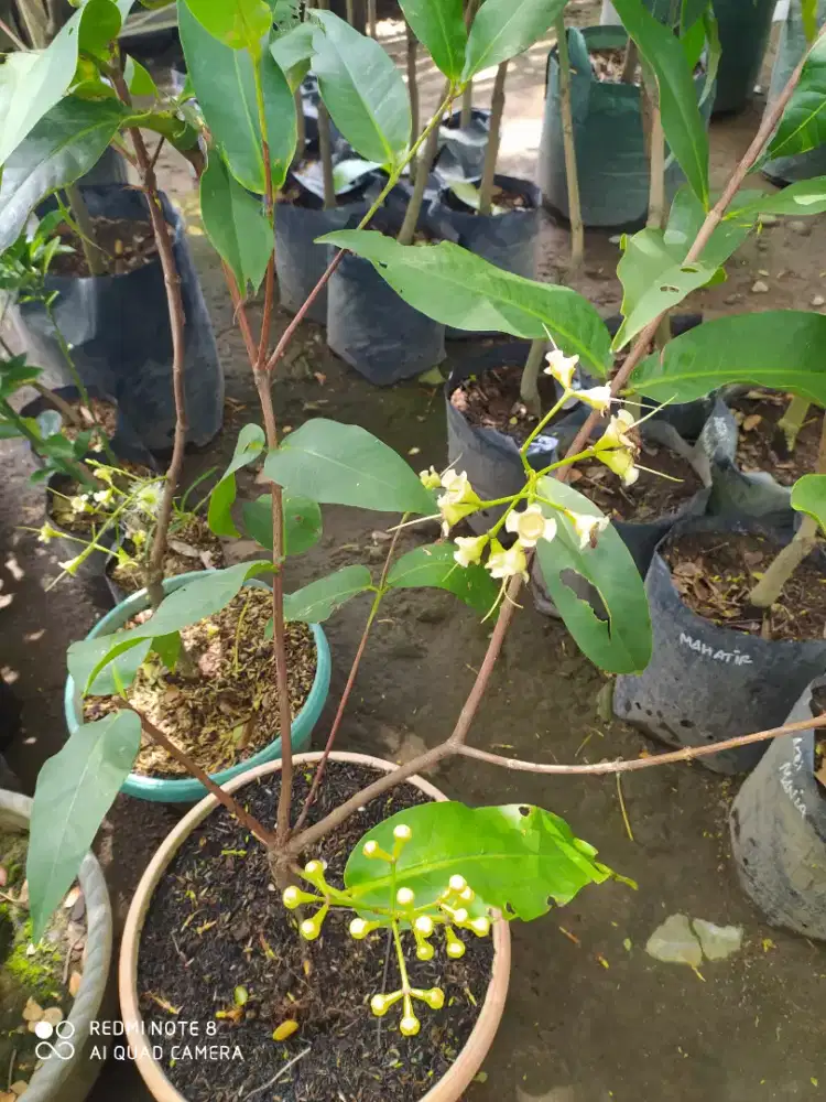 Tanaman buah jambu air madudeli, citra, tsg, dll