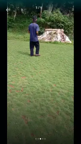 Rumput jepang super