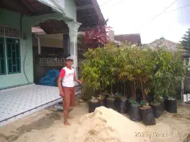 Tata cara penanaman bibit buah area bandar Lampung