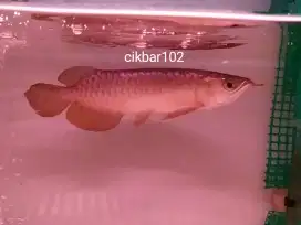 Arwana golden red arowana hb 27cm