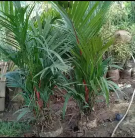 Pohon palem merah
