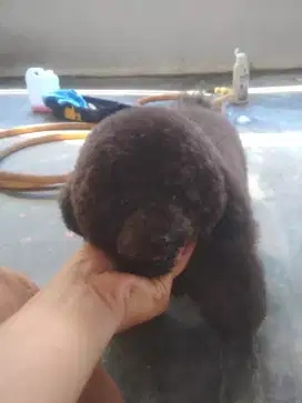 Termurah jasa grooming anjing kucing panggilan cukur mandi petshop