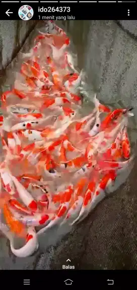 Jual ikan koi 20cm paket 100 ekor