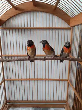 Red siskin anakn jantan betina ready