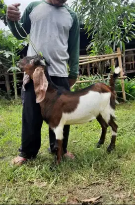 Jual Kambing Akikah, Domba Aqiqah / Harga Diskon