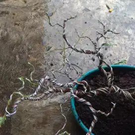 Pohon asem bahan bonsai