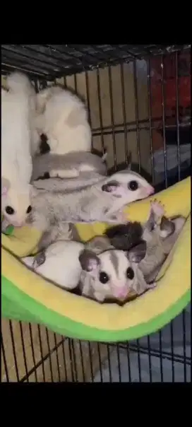 Sugar Glider Murah dan Berkualitas