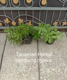 Tanaman Herbal Sambung Nyawa