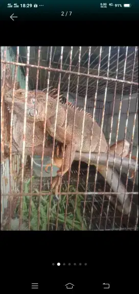 JUAL IGUANA RED REMAJA SEHAT,JINAK,MULUS,MAKAN LANCAR