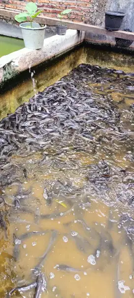 Ikan lele konsumsi