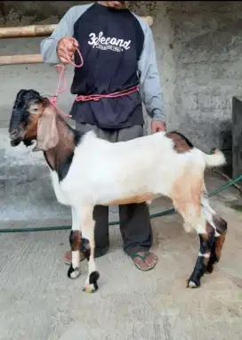 Jual Kambing Aqiqah Murah / Kambing dan Domba Jantan dan Betina