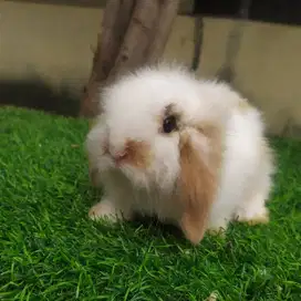 Kelinci Fuzzy Lop Lucu