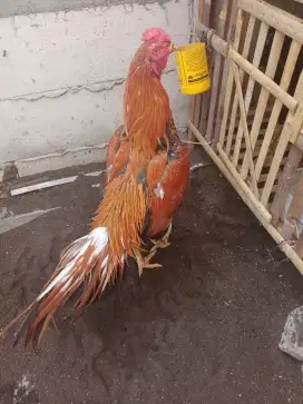 Jual Ayam Bangkok F1